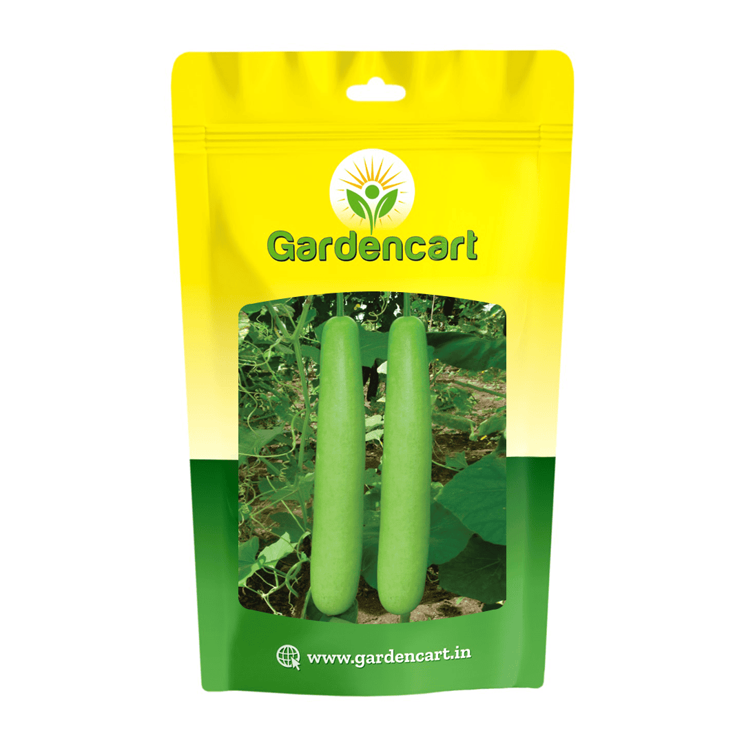 Hybrid Bottlegourd Long Pallavi-88 Seeds