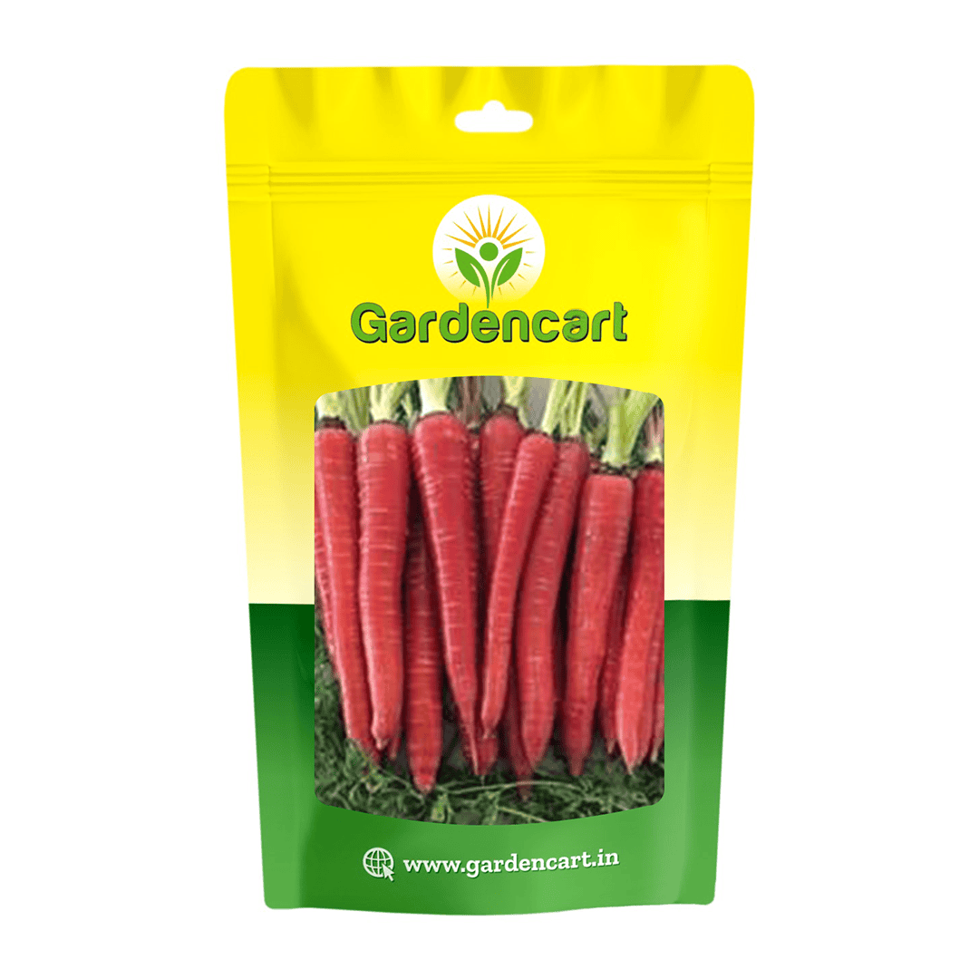 Hybrid Carrot Red Gold-222