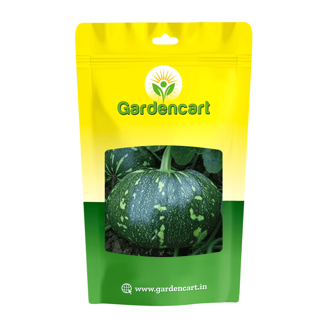 Hybrid Pumpkin Pluto-71 Seeds