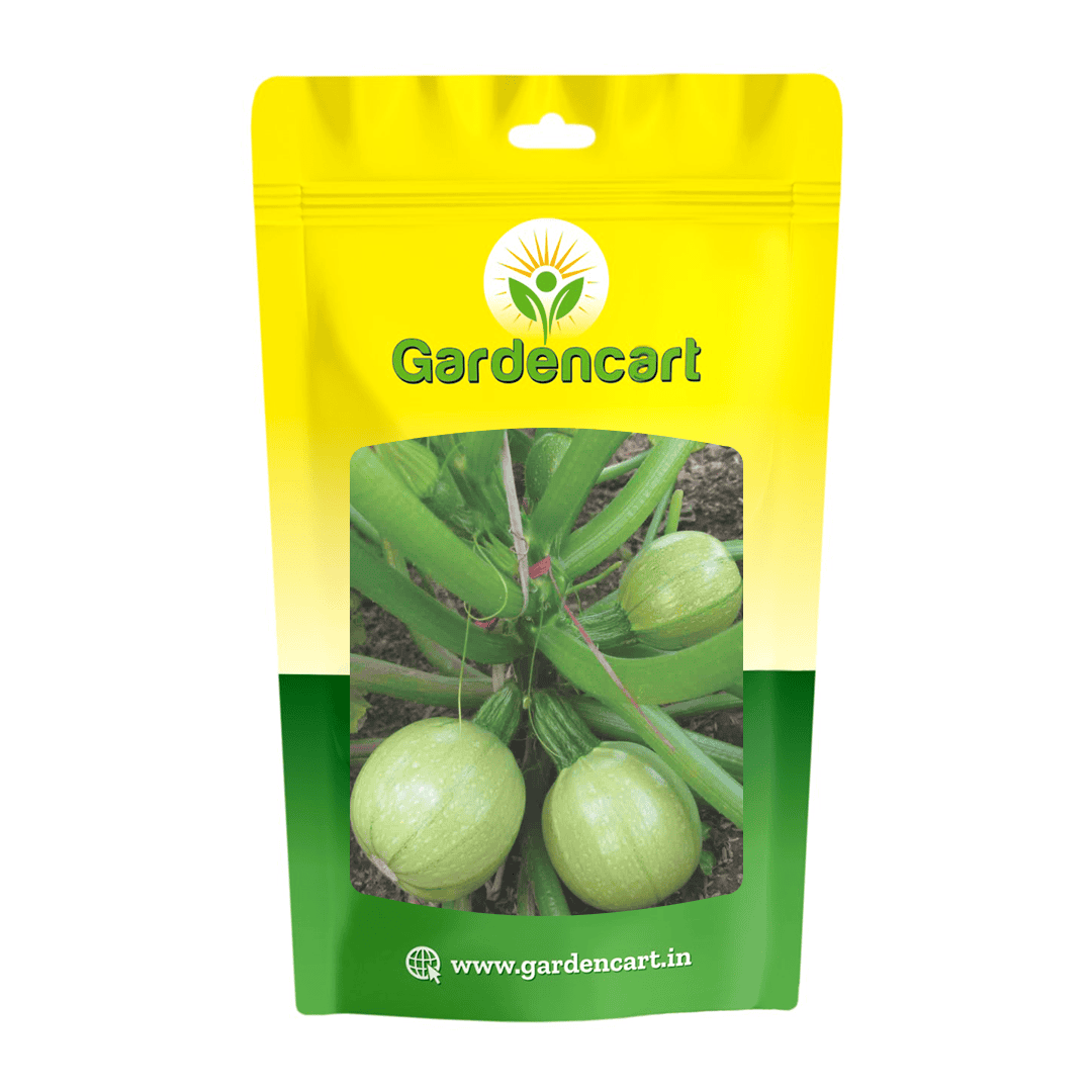 Hybrid Squash Chota Chetan Seeds