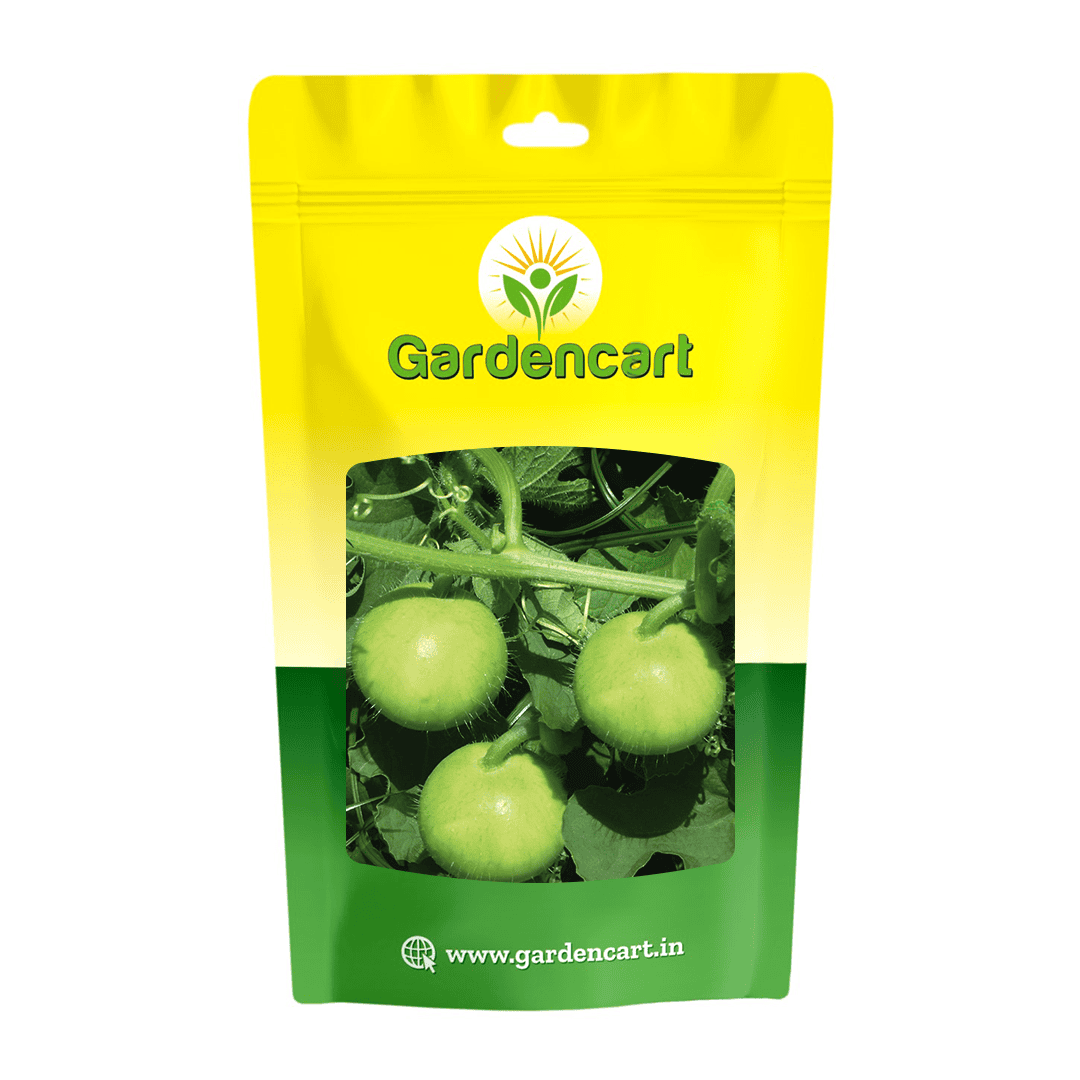 Hybrid Tinda Leo Seeds