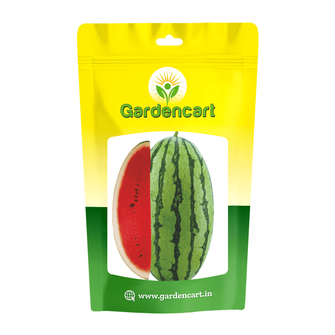 Hybrid Watermelon Dragon Type Sultan-88 Seeds