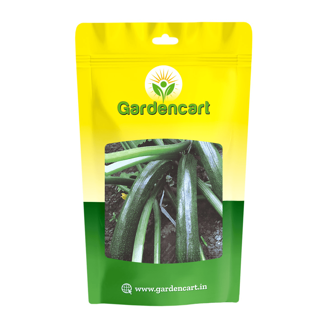 Hybrid Zucchni Green Apex Seeds