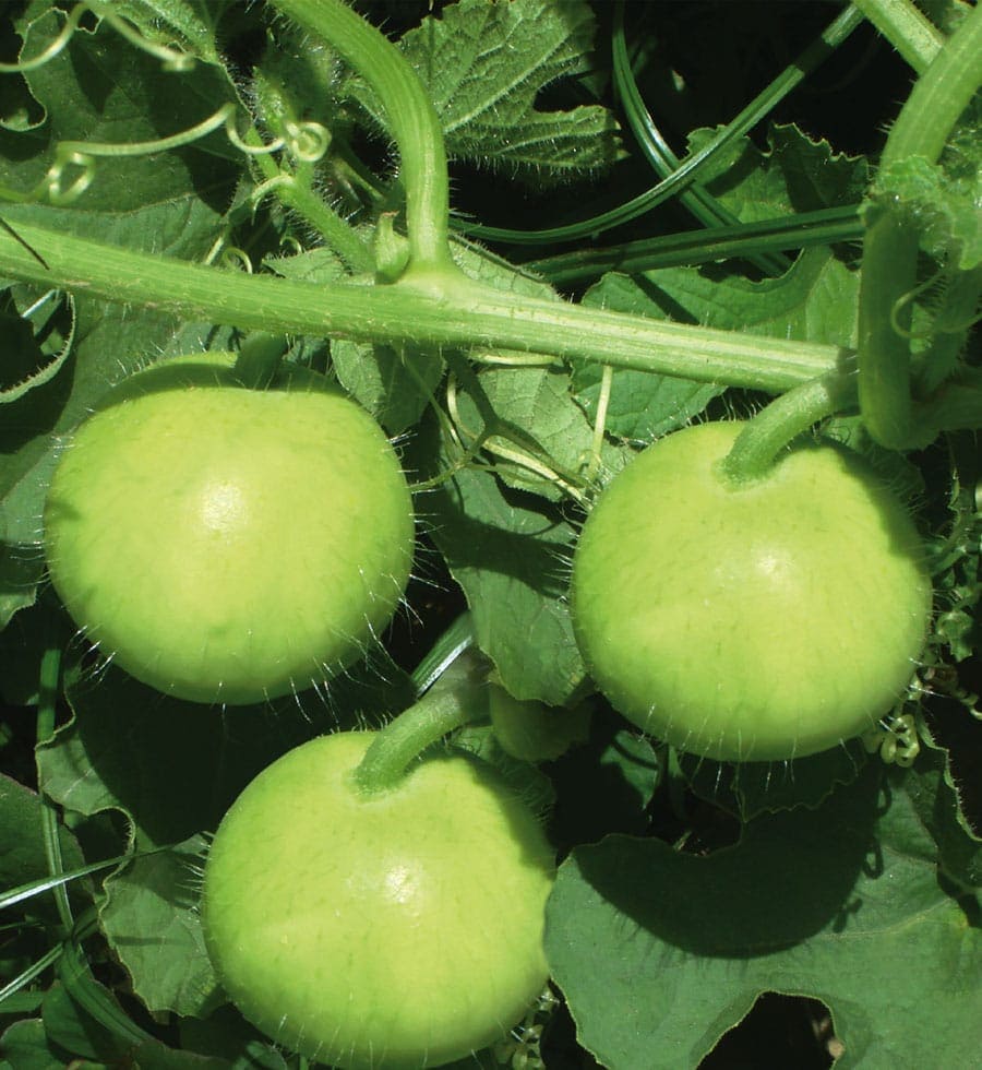 Hybrid Tinda Leo Seeds