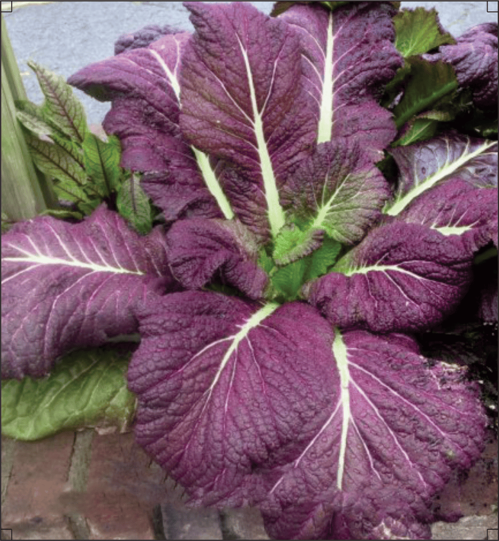 Japanese Mustard Seeds