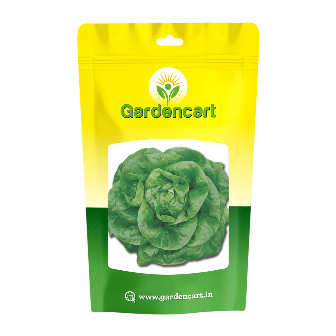 Lettuce Butterhead Seeds