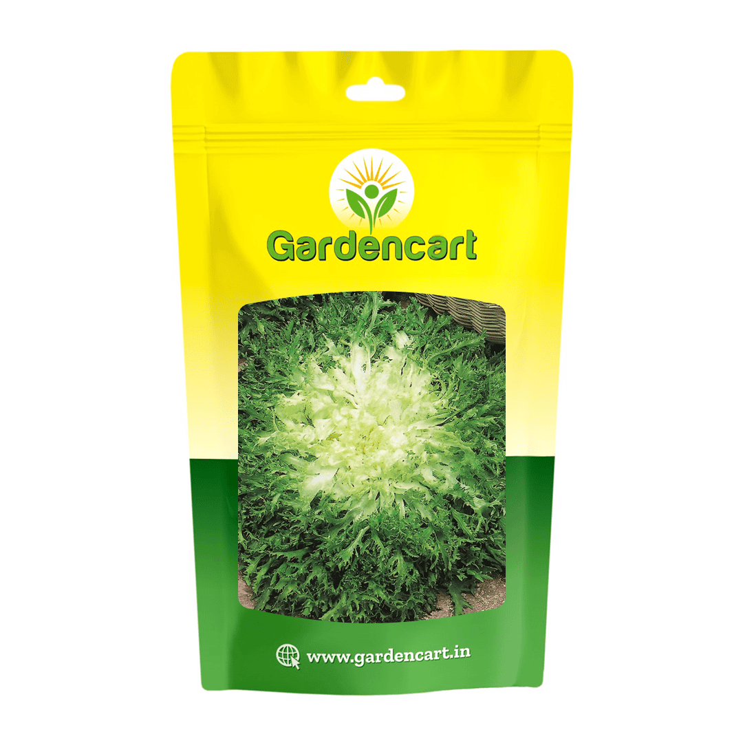 Lettuce Frizzy Seeds