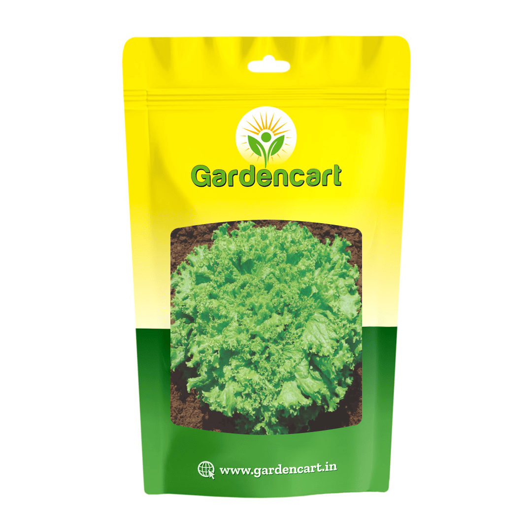 Lettuce Grand Rapids Seeds