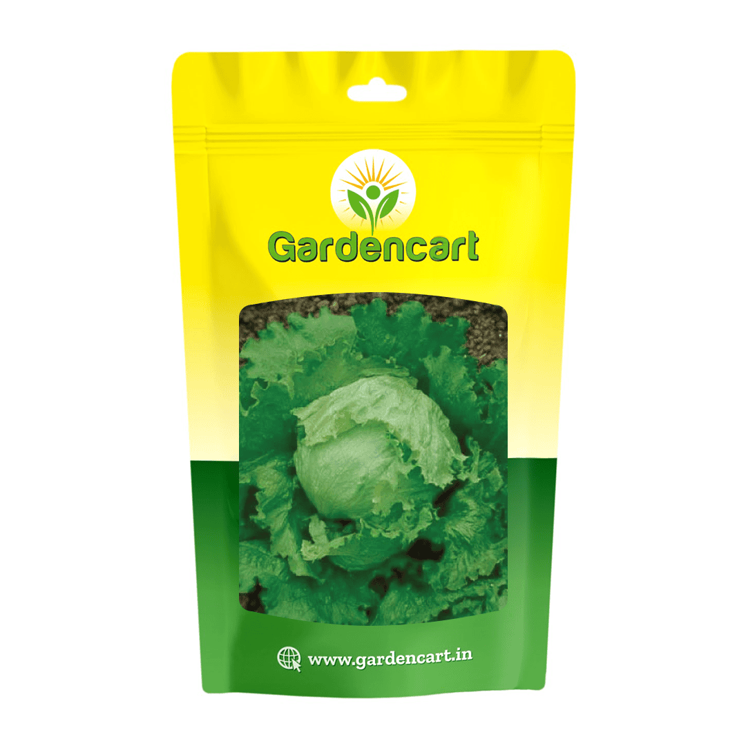Lettuce Great Lakes Seeds