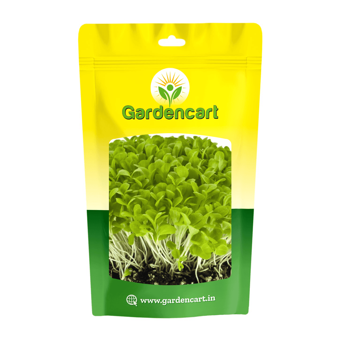 Lettuce Green microgreens