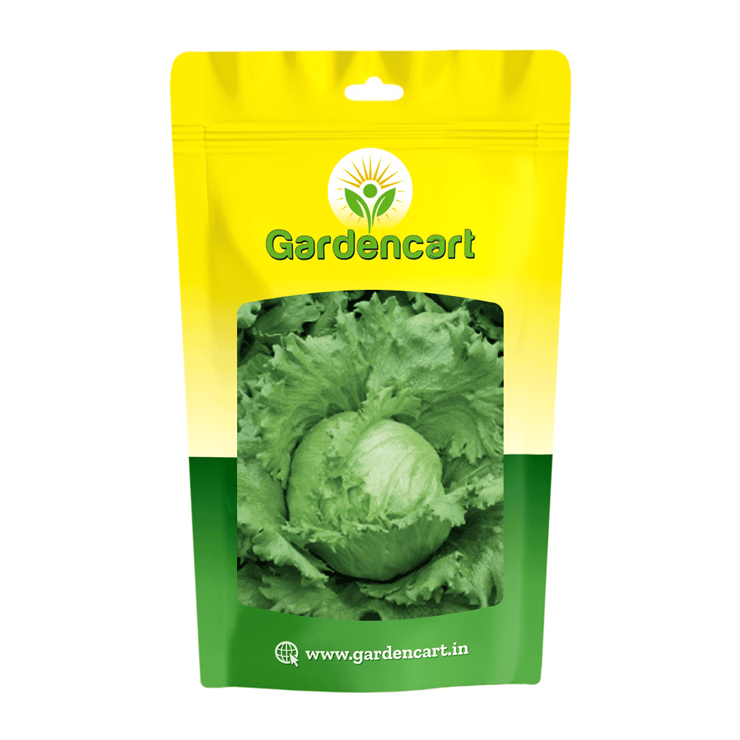Lettuce Iceberg Variety Bingo Seeds