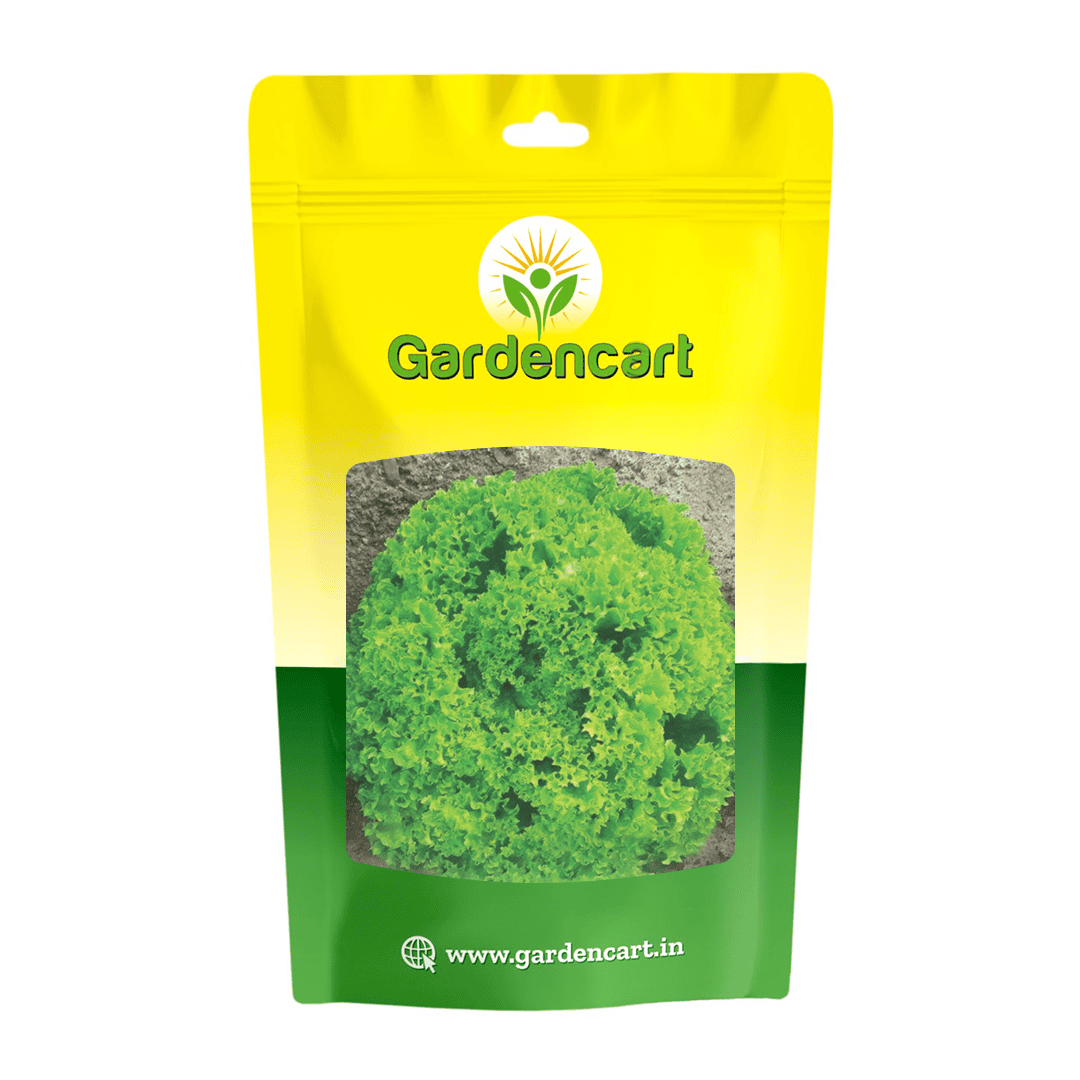 Lettuce Leafy Variety Tango Seeds