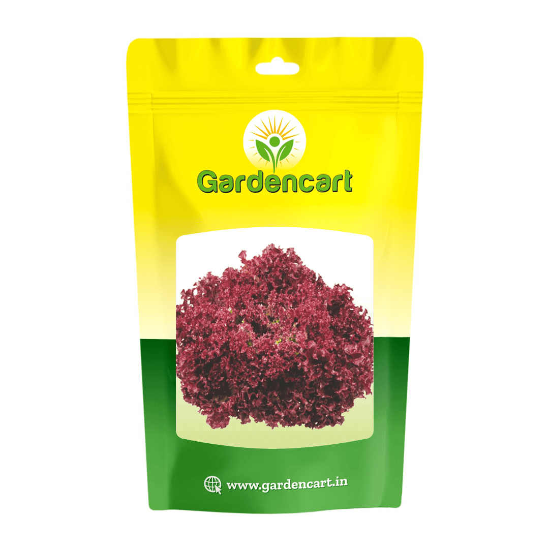 Lettuce Lollo Rosso Seeds