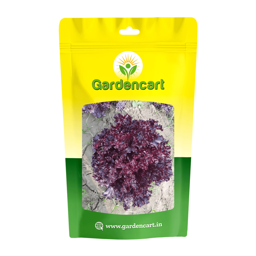 Lettuce Red Rose Seeds