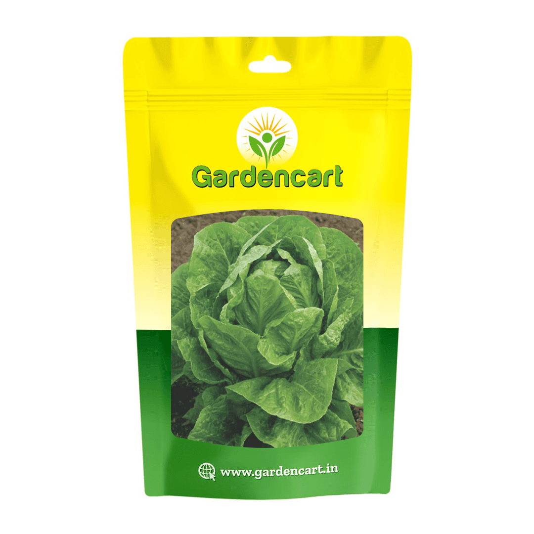 Lettuce Romaine Seeds