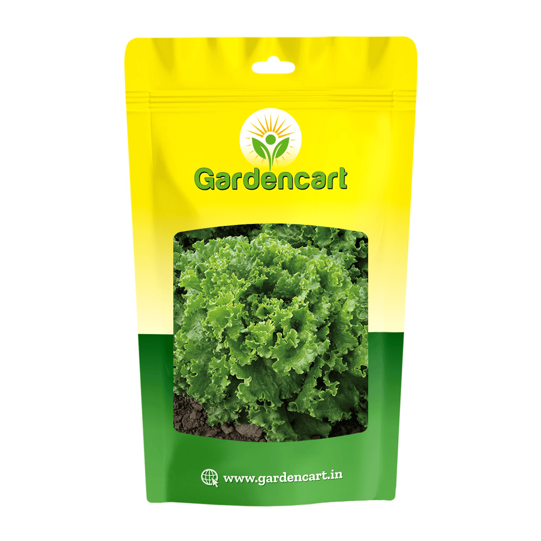 Lettuce Summerstar Seeds