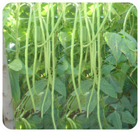 Long Yard Beans Winner Seeds