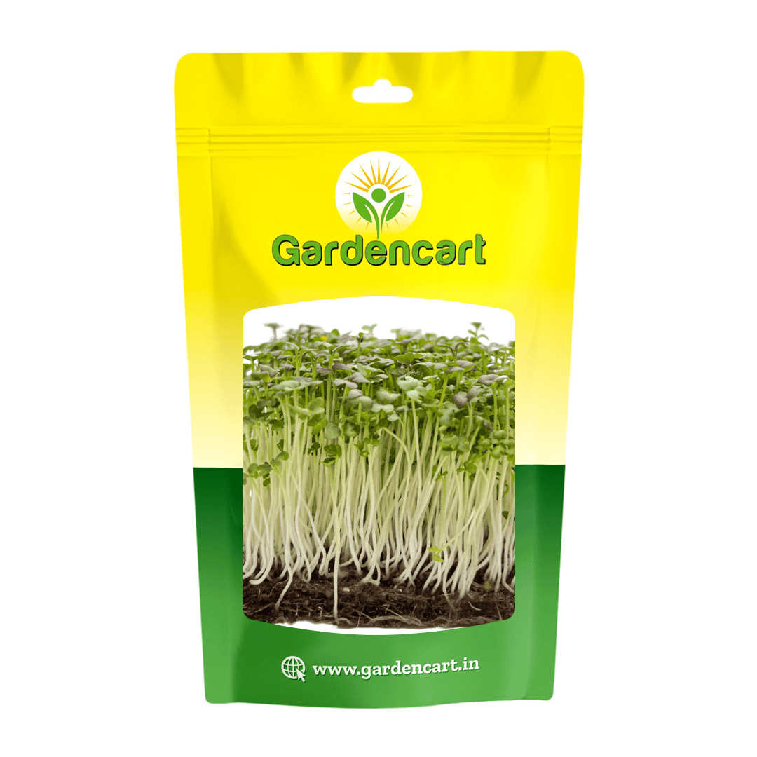 Mizuna Green microgreens