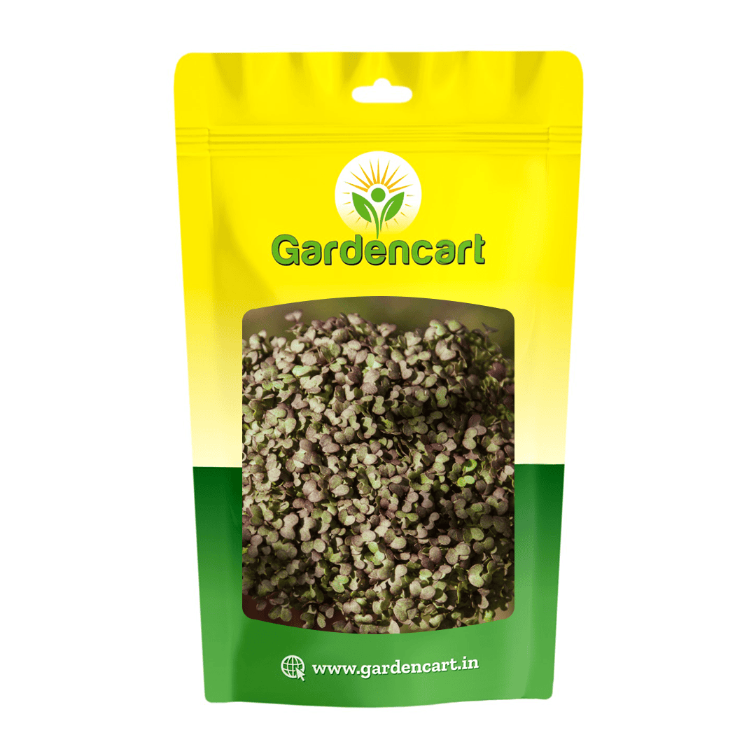 Mizuna Red microgreens