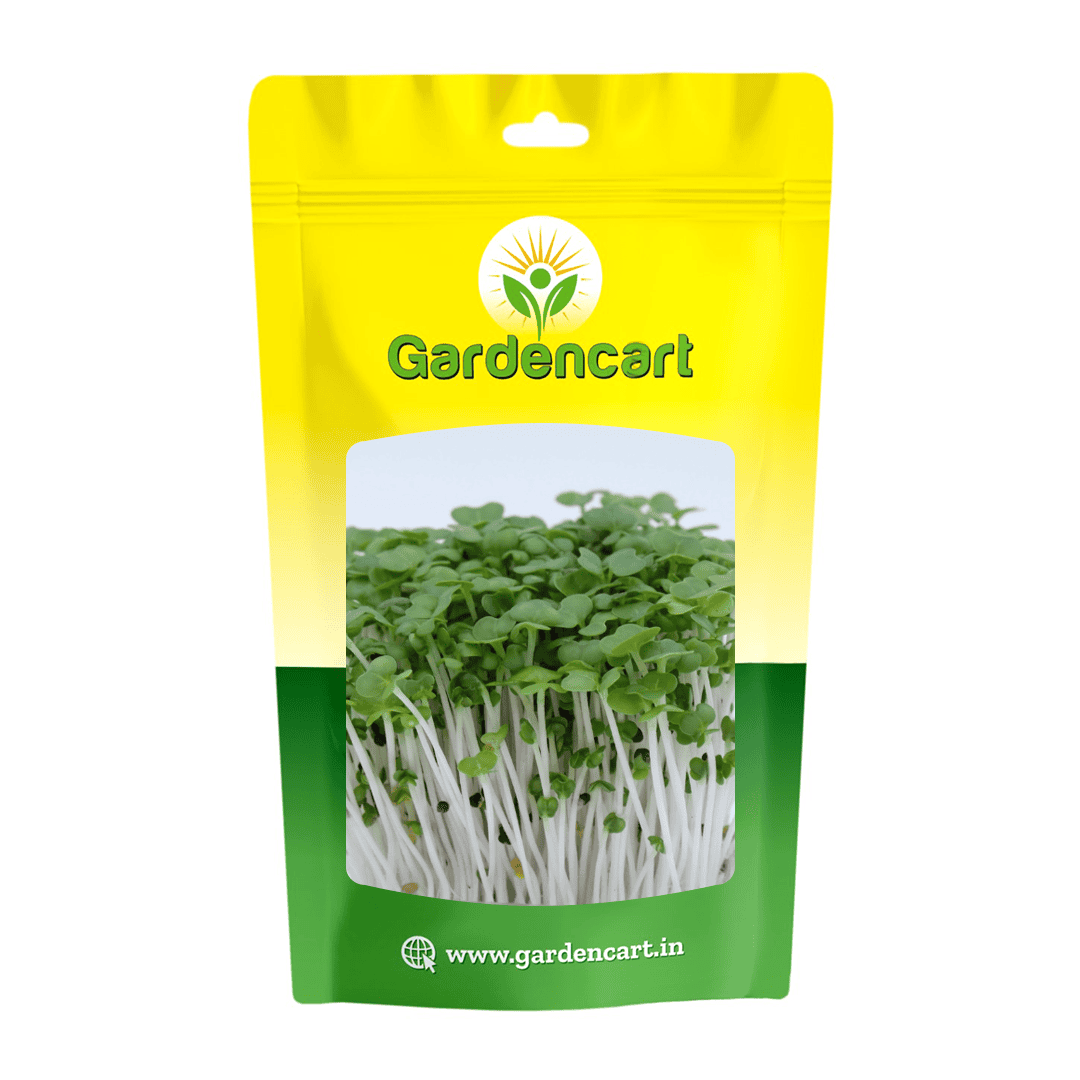 Mustard microgreens