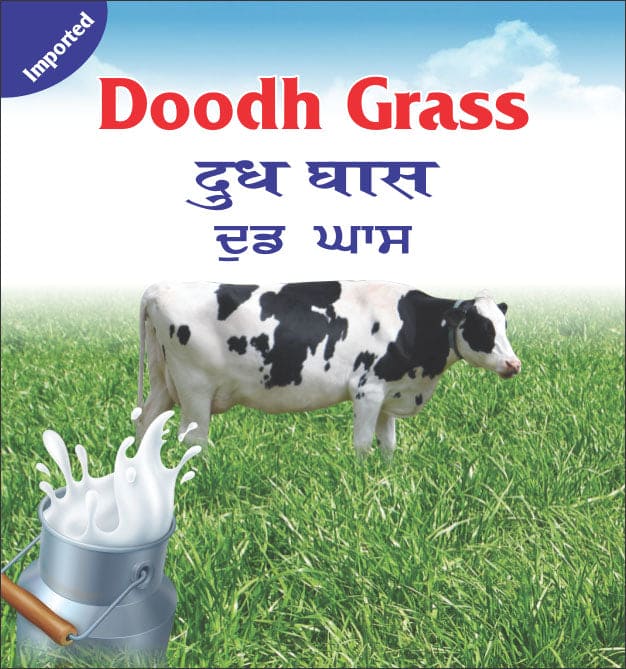 Annual Ryegrass Doodhgrass Seeds