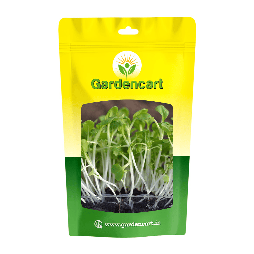 Pakchoy microgreens