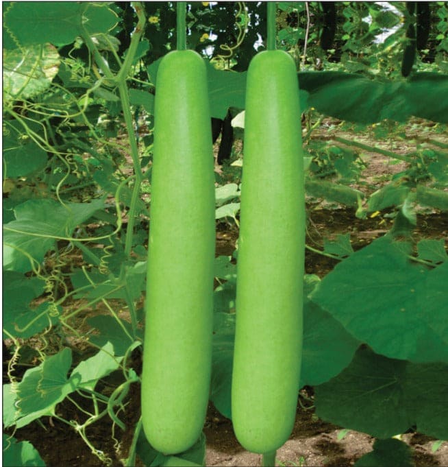 Hybrid Bottlegourd Long Pallavi-88 Seeds