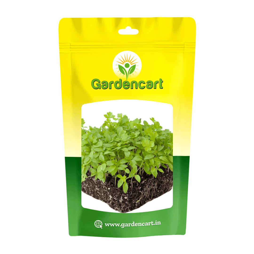 Parsley microgreens