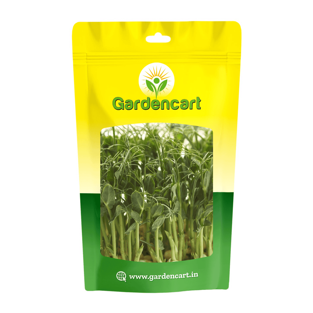 Pea Shoots microgreens