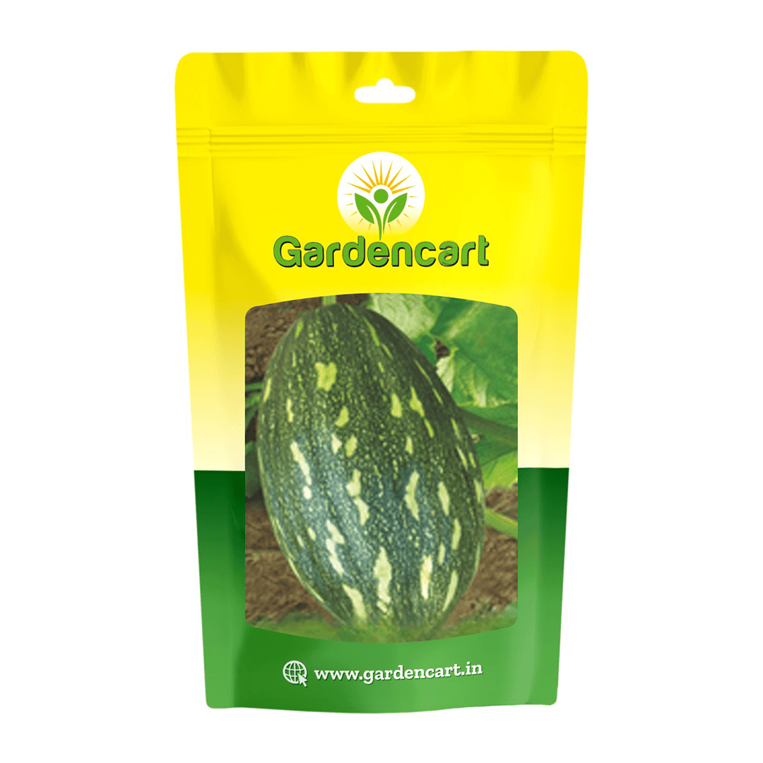 Hybrid Pumpkin Vikas Seeds