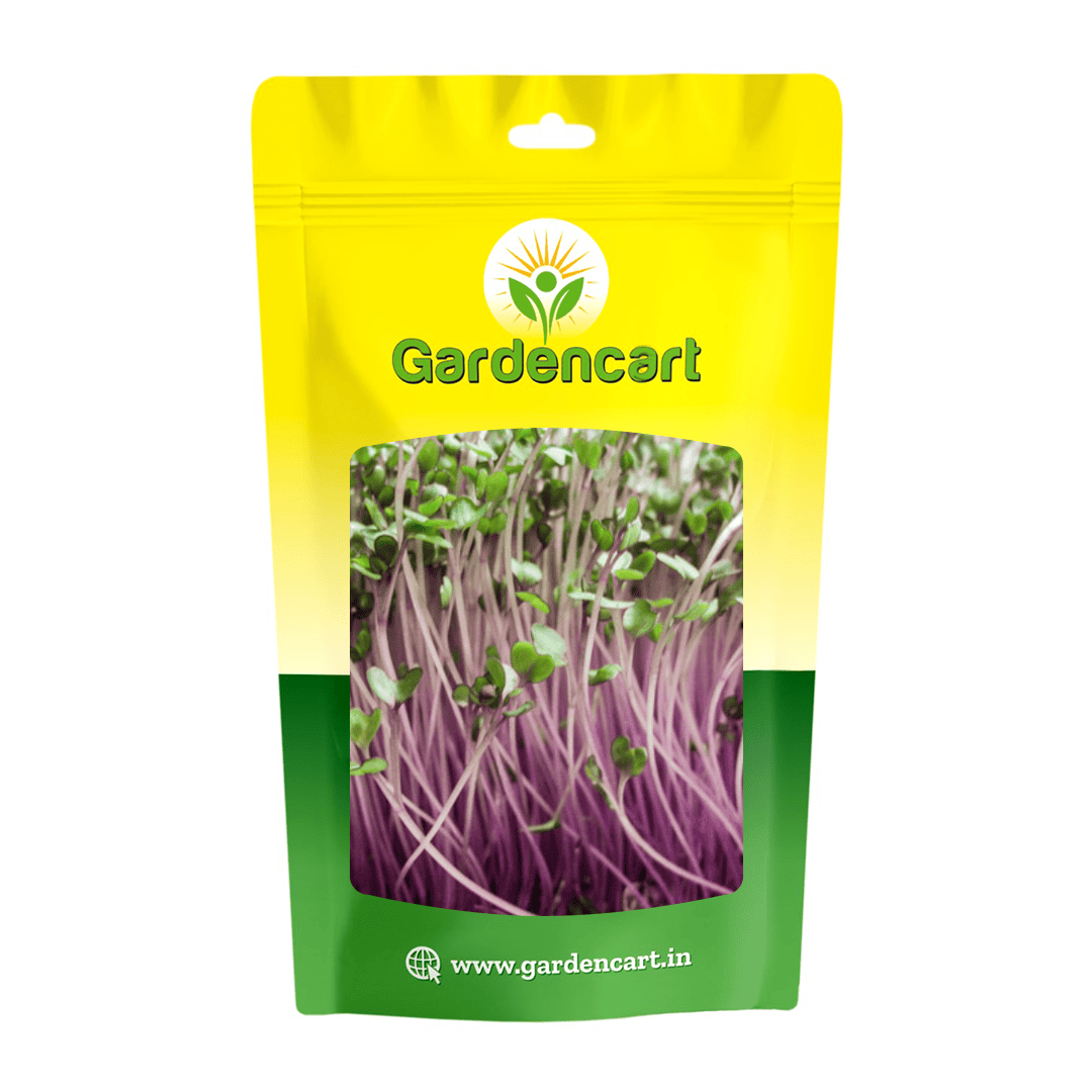 Purple Knolkhol microgreens