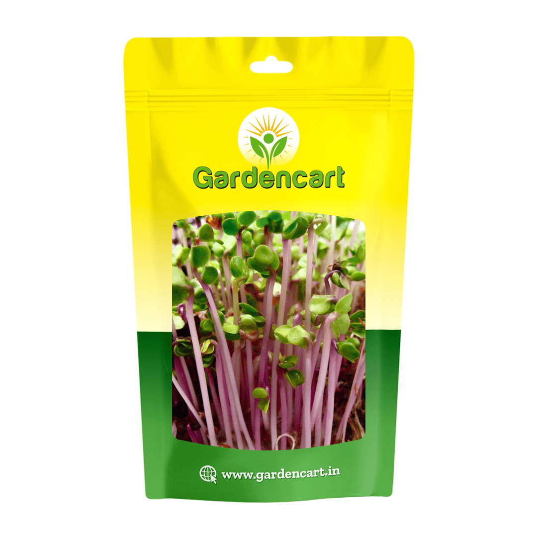 Radish China Rose microgreens