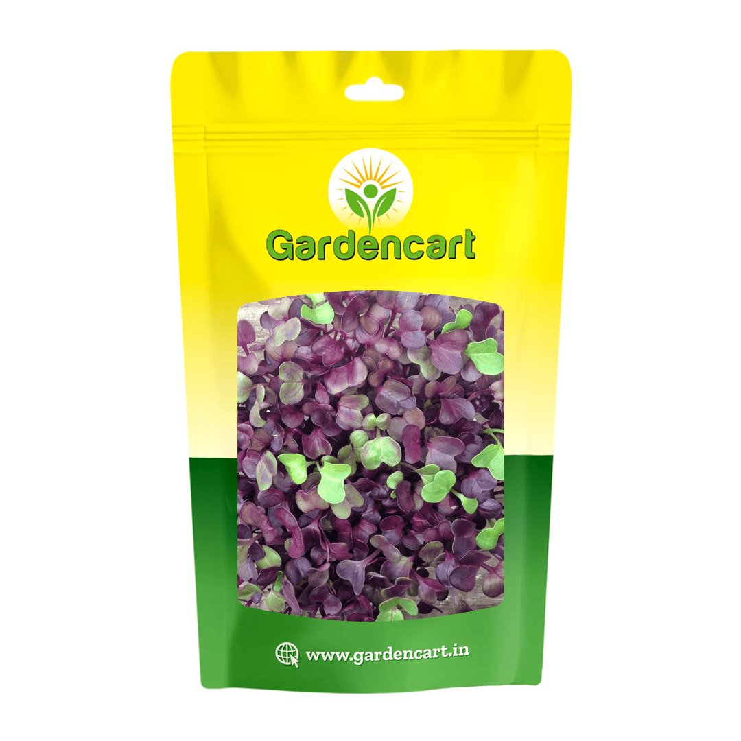 Radish Purple Sango Microgreens Seeeds
