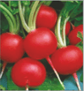 Radish Red Round Seeds