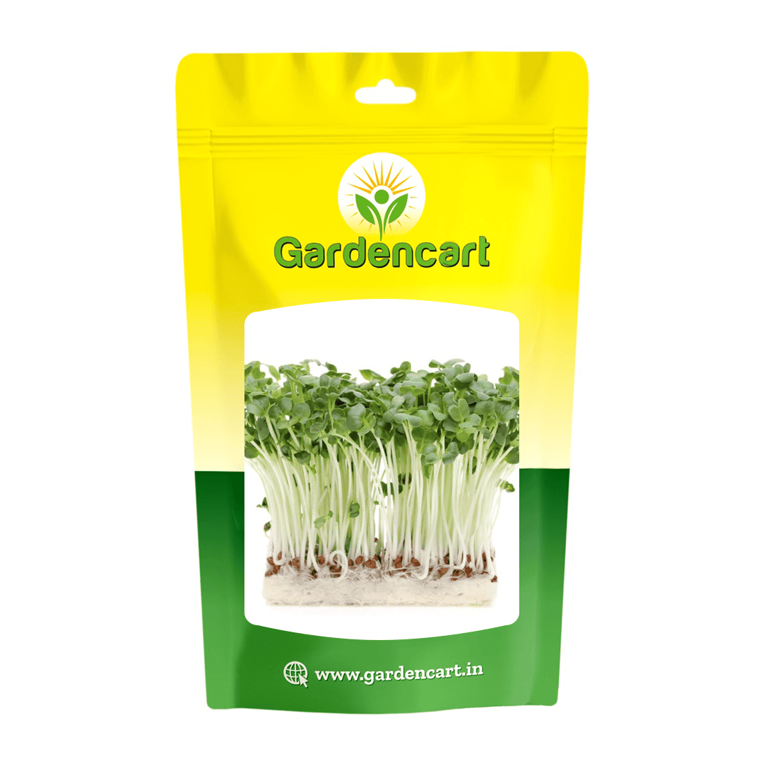 Radish White Microgreens