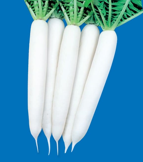 Radish All Season Seeds