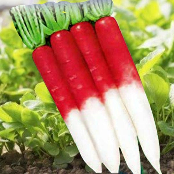Radish Half Red Seeds