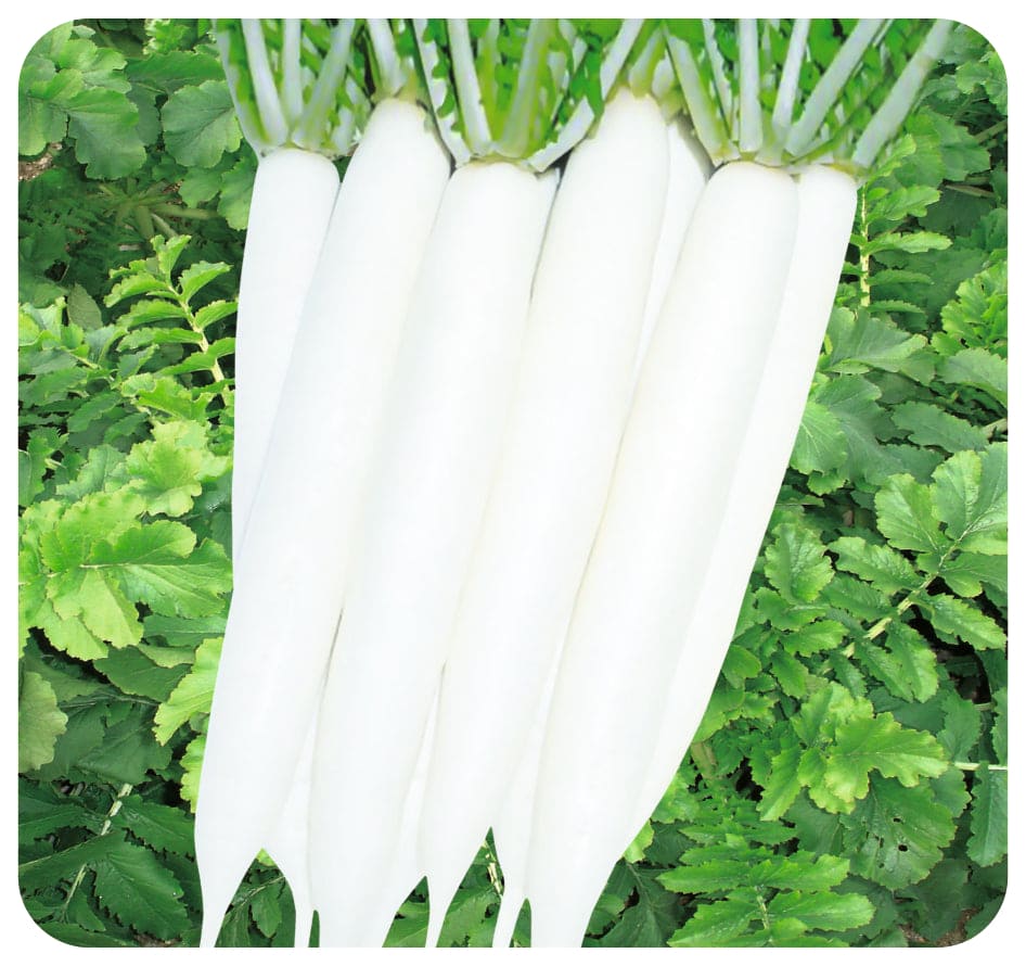 Radish Mino Early Long White Seeds