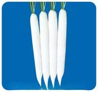 Radish Varsha Ki Rani Seeds