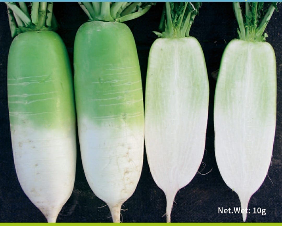 Radish Diakon for Kimchi Seeds