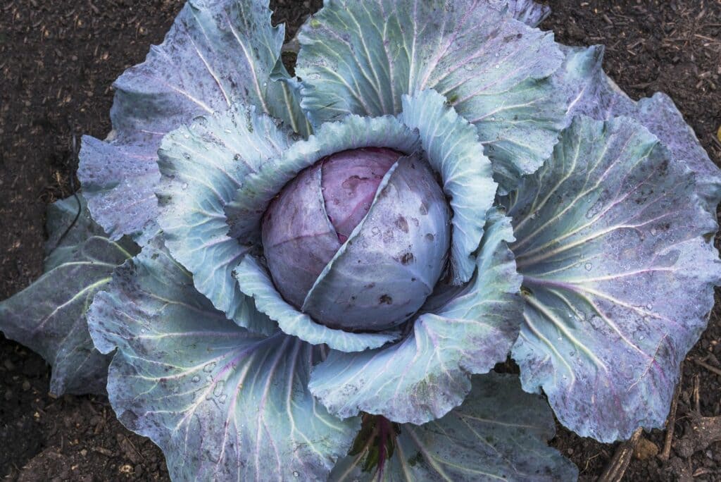 Cabbage Red Acre Seeds