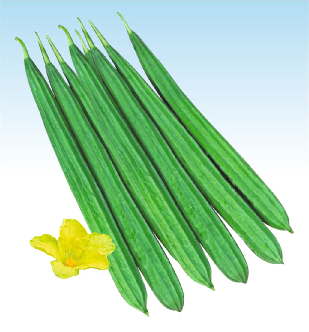Hybrid Ridgegourd Lata Seeds
