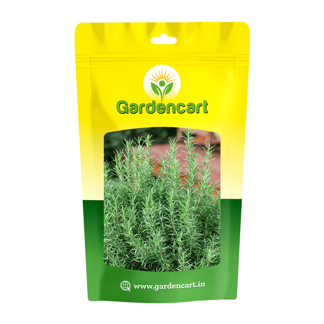 rosemary plant seeds online Rosemary Seeds – gardencart.in