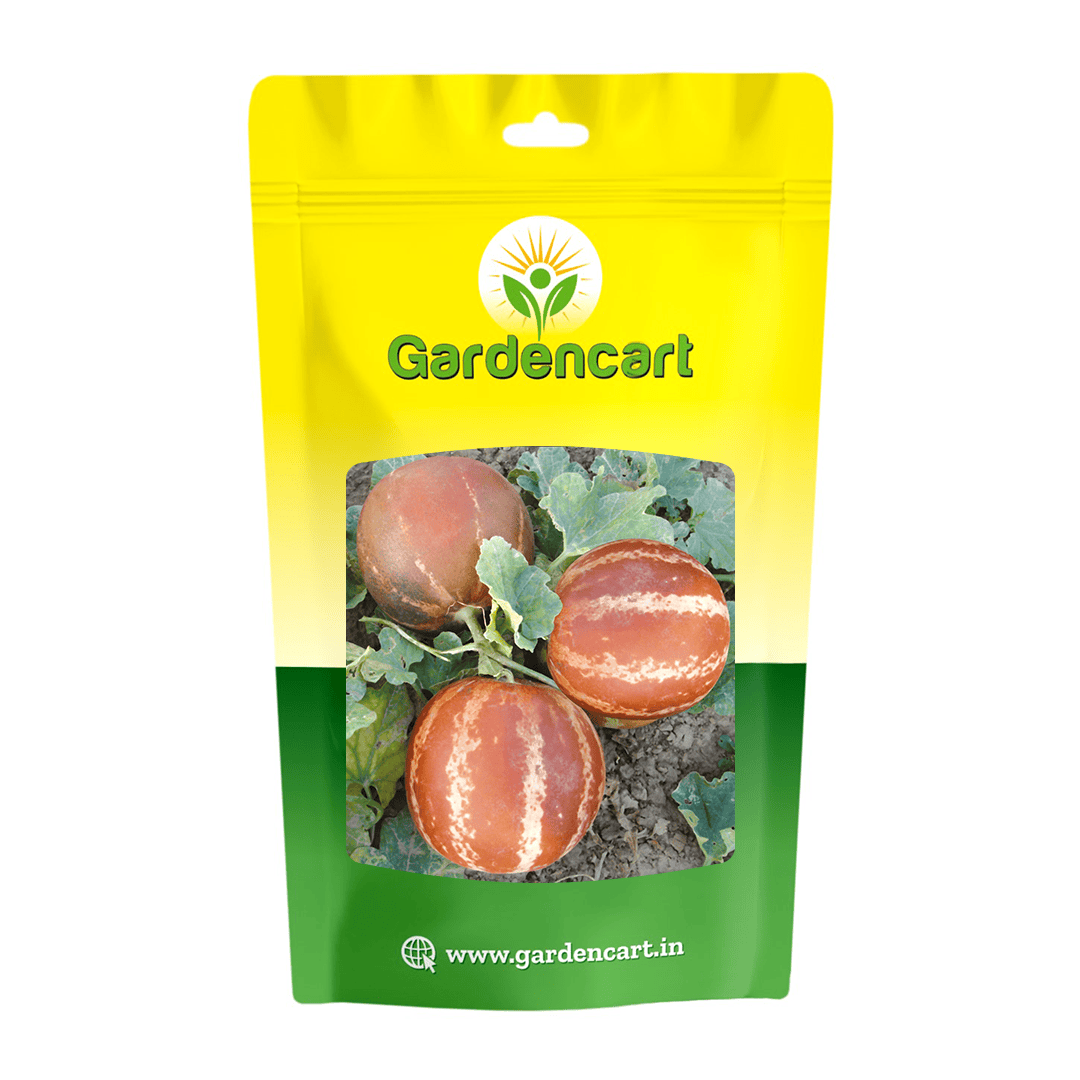 Sendh Kachri Round Seeds