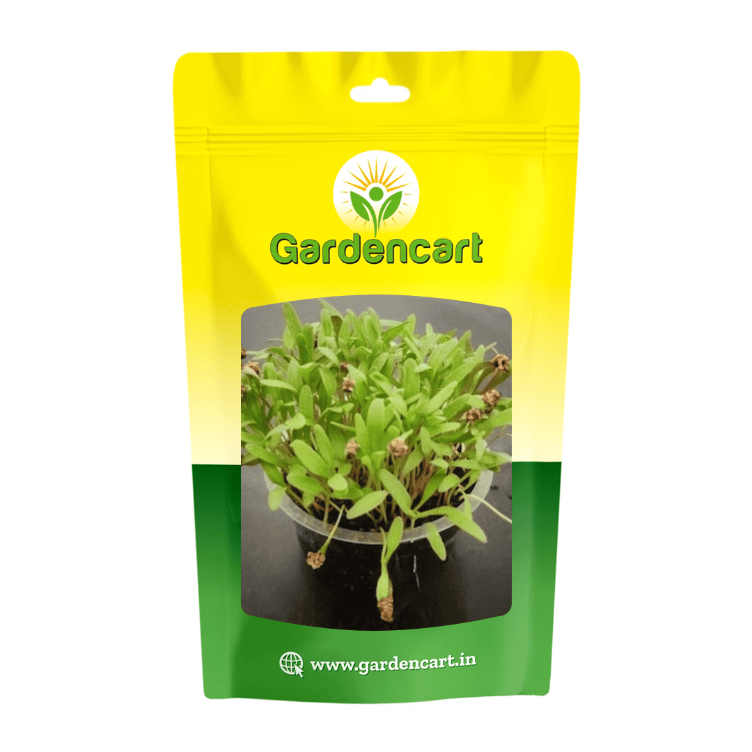 Spinach All Green microgreens