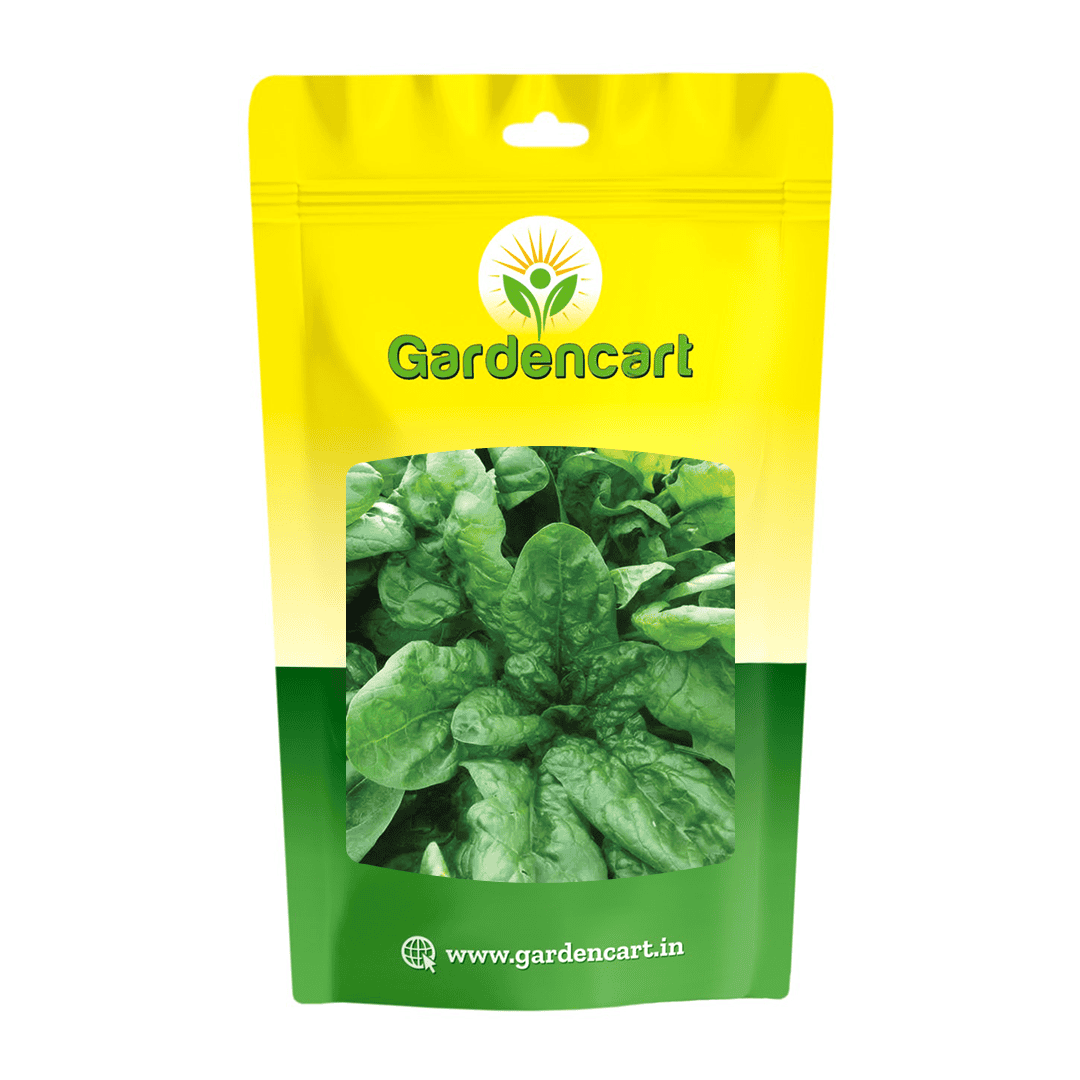 Spinach Italian Greener seeds