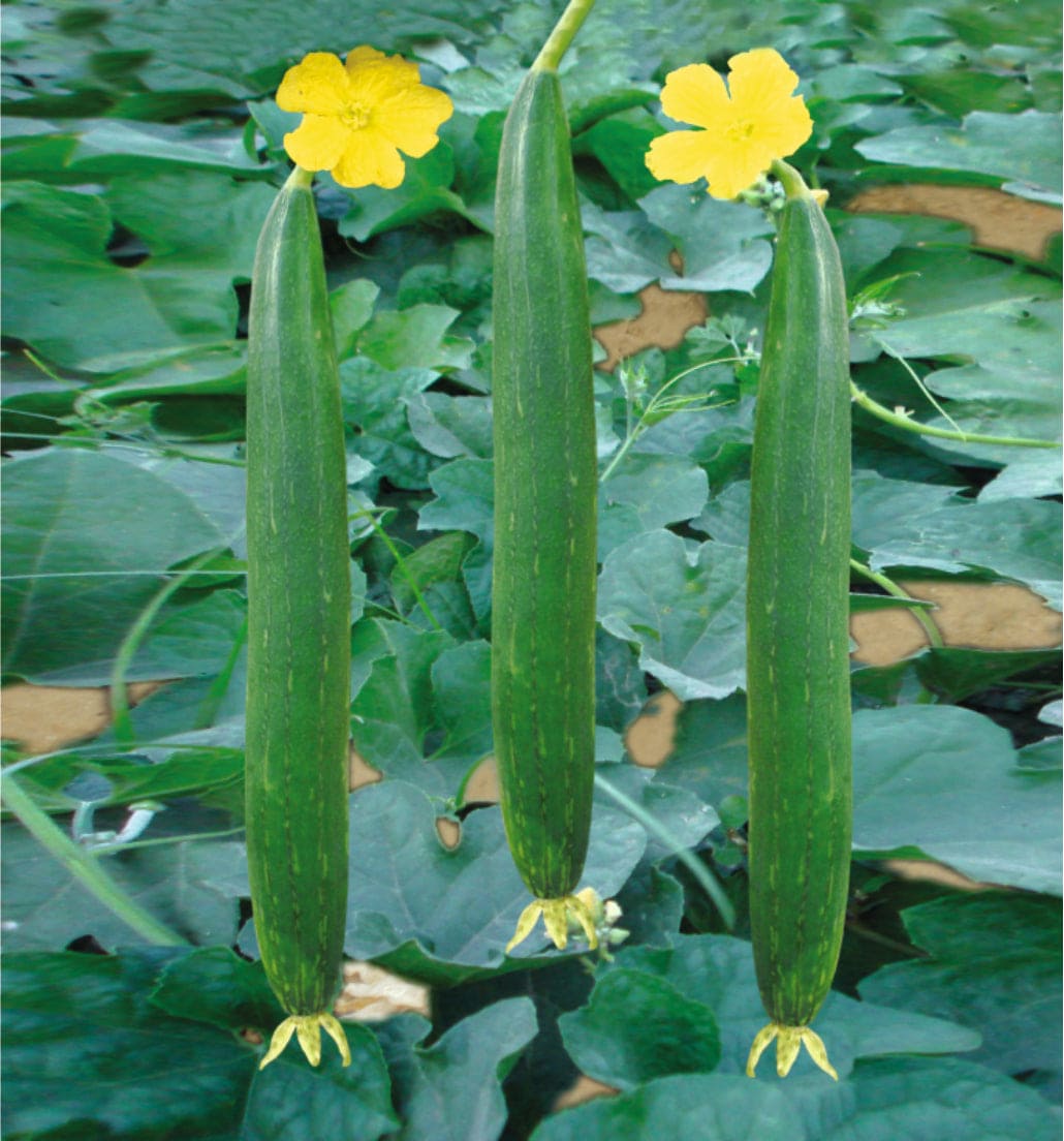Hybrid Spongegourd Nisha Seeds