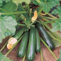 Squash Black Beauty Seeds