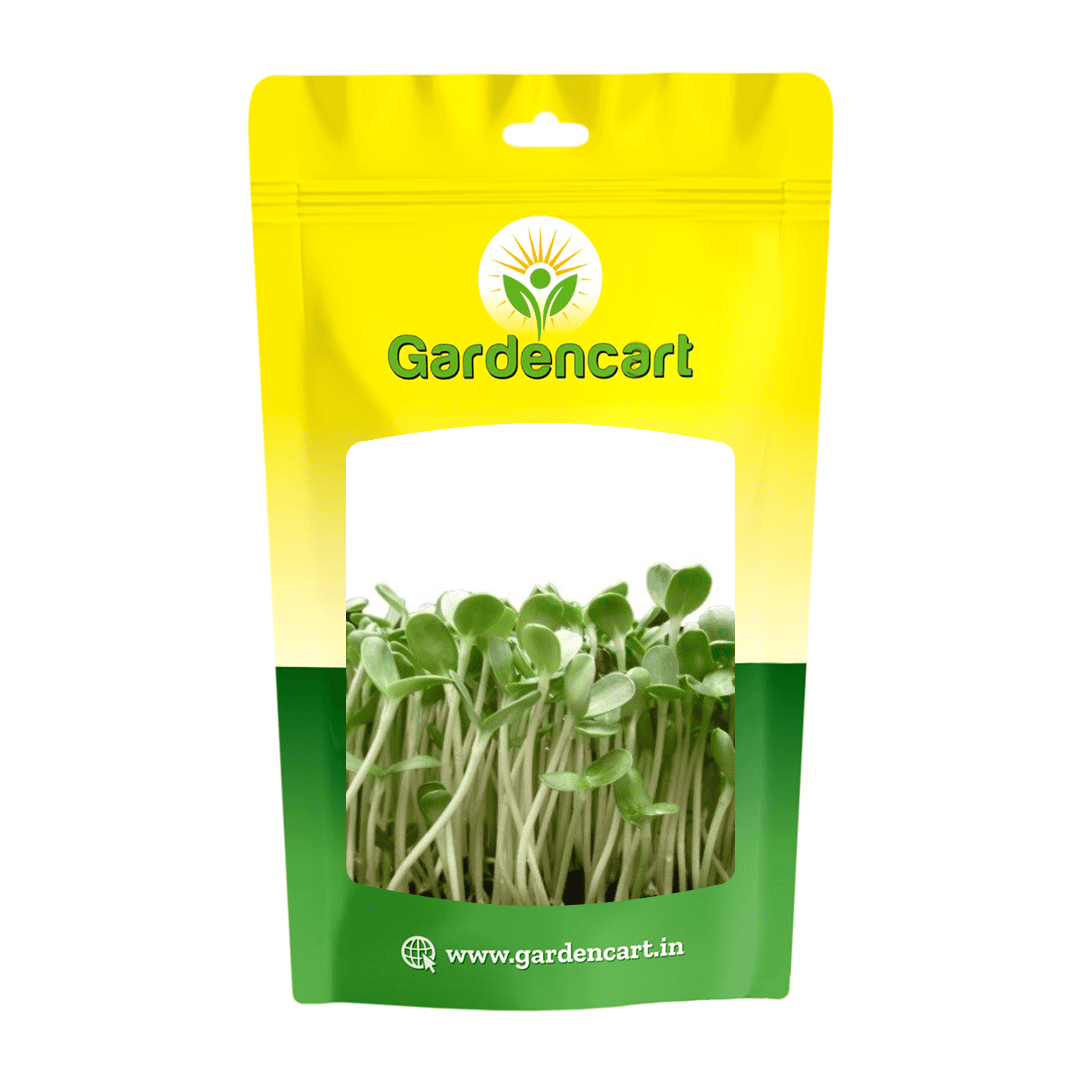 Sunflower microgreens