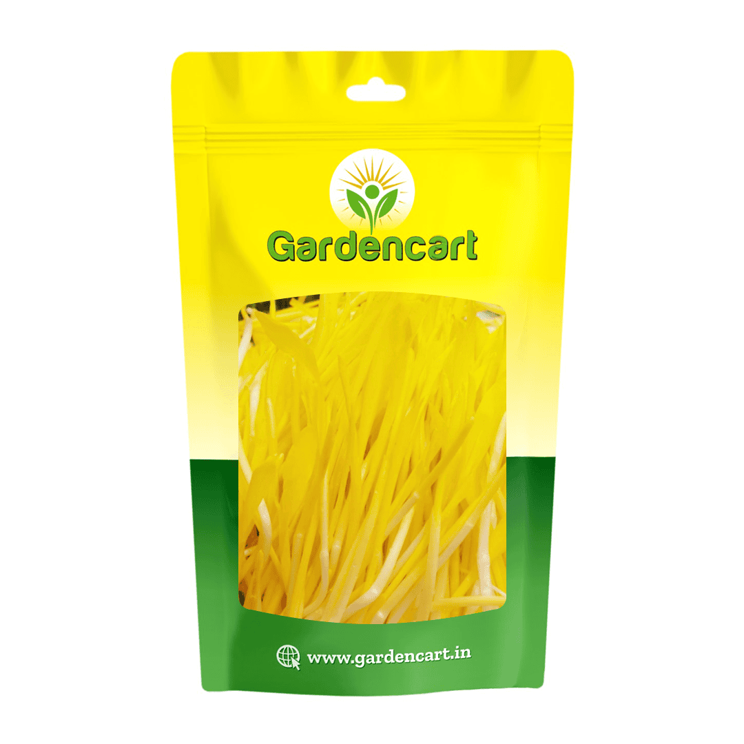 Sweet Corn Sweet Honey Microgreens